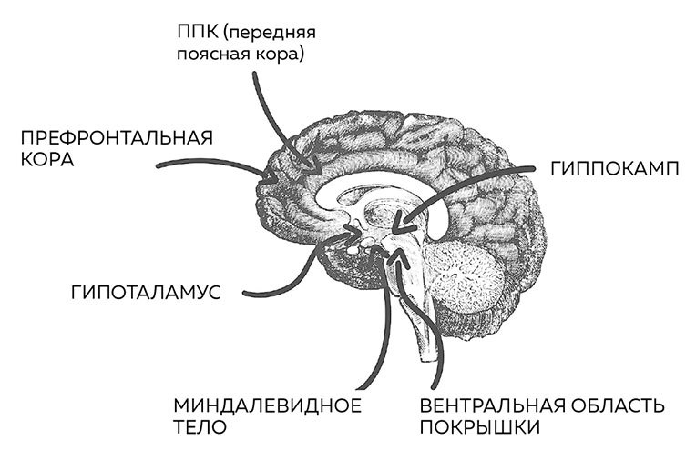 Мозг. Советы ученого, как по максимуму использовать самый совершенный в мире орган - i_004.jpg