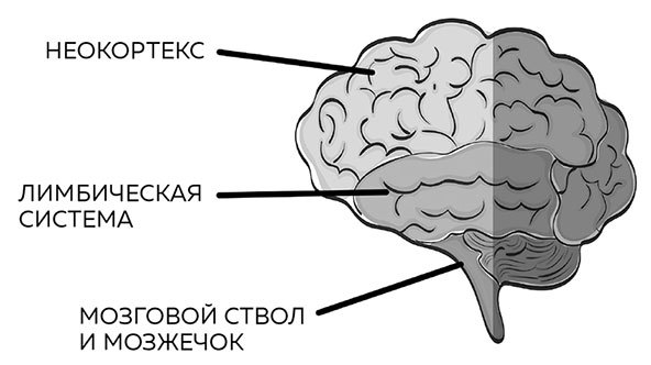 Мозг. Советы ученого, как по максимуму использовать самый совершенный в мире орган - i_007.jpg