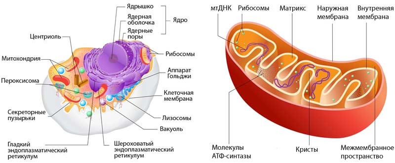 Творение или эволюция? Сколько лет Земле? - i_003.jpg