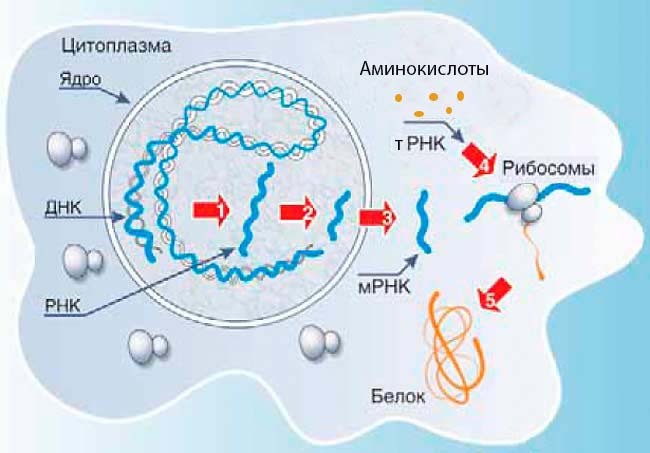 Творение или эволюция? Сколько лет Земле? - i_005.jpg