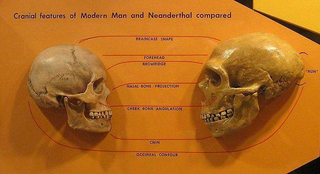 Neanderthal theory of Indoeuropeans - _1.jpg