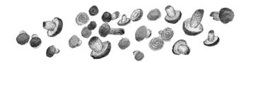 Все-все-все сказки, рассказы, были и басни - i_043.jpg