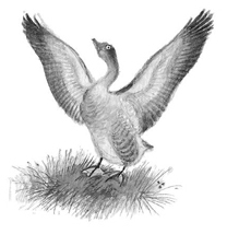 Все-все-все сказки, рассказы, были и басни - i_063.jpg