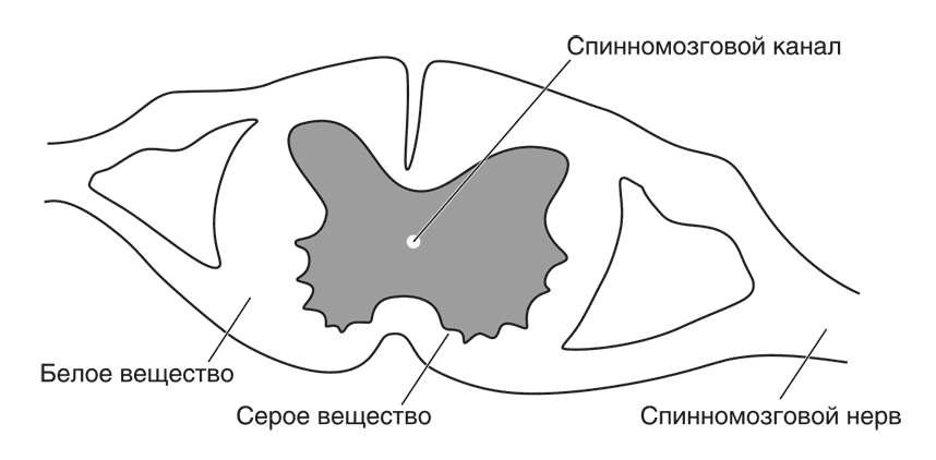 Запутанный мозг. Путеводитель по нейропсихологии - i_001.png