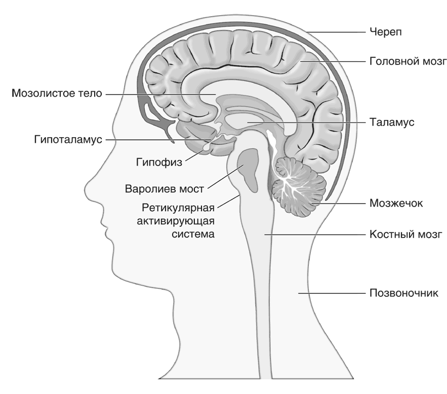 Запутанный мозг. Путеводитель по нейропсихологии - i_002.png