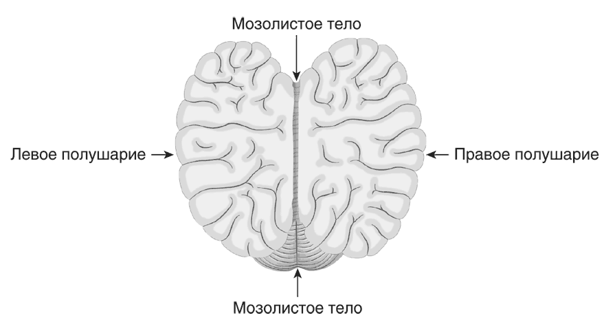 Запутанный мозг. Путеводитель по нейропсихологии - i_004.png