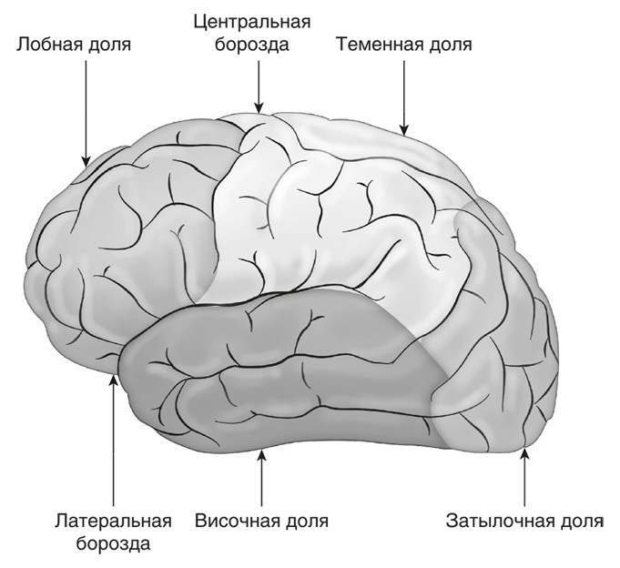 Запутанный мозг. Путеводитель по нейропсихологии - i_005.jpg