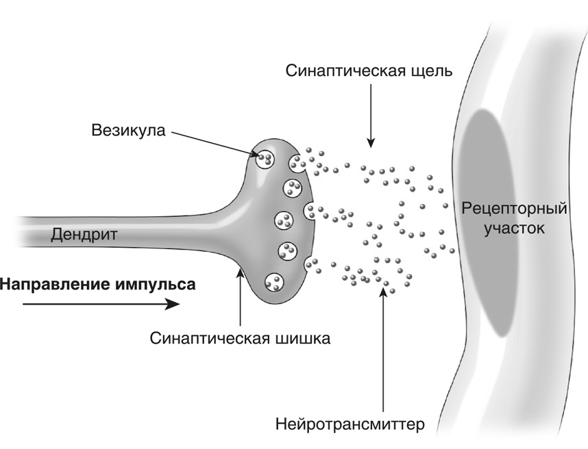 Запутанный мозг. Путеводитель по нейропсихологии - i_008.jpg