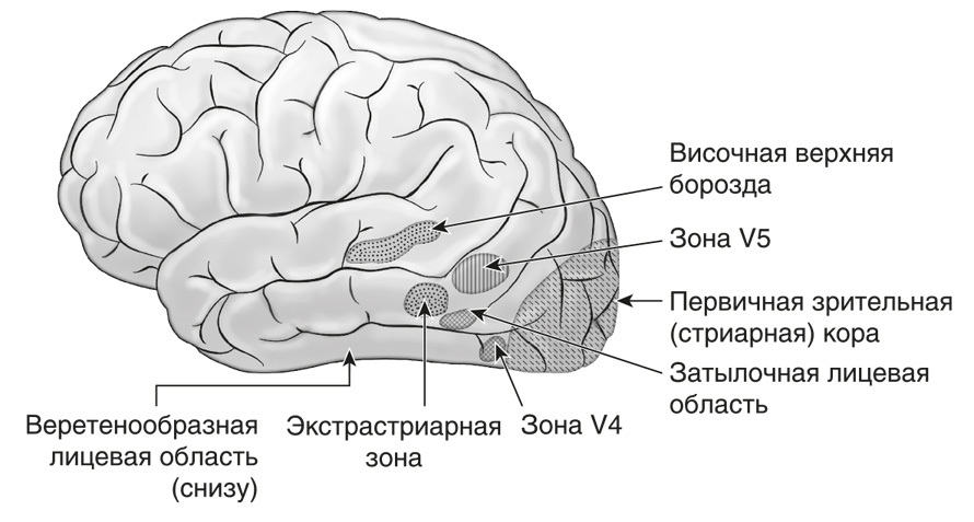 Запутанный мозг. Путеводитель по нейропсихологии - i_010.jpg