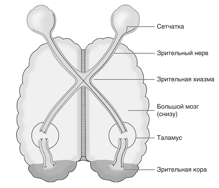 Запутанный мозг. Путеводитель по нейропсихологии - i_011.jpg