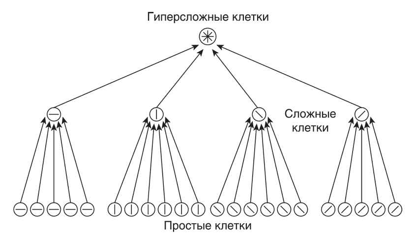 Запутанный мозг. Путеводитель по нейропсихологии - i_014.png