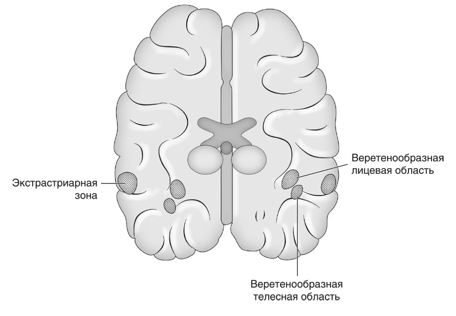 Запутанный мозг. Путеводитель по нейропсихологии - i_017.jpg