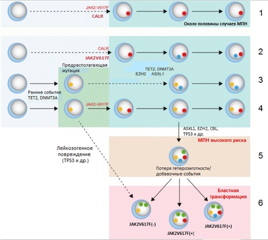 Миелопролиферативные новообразования - fiii5.jpg