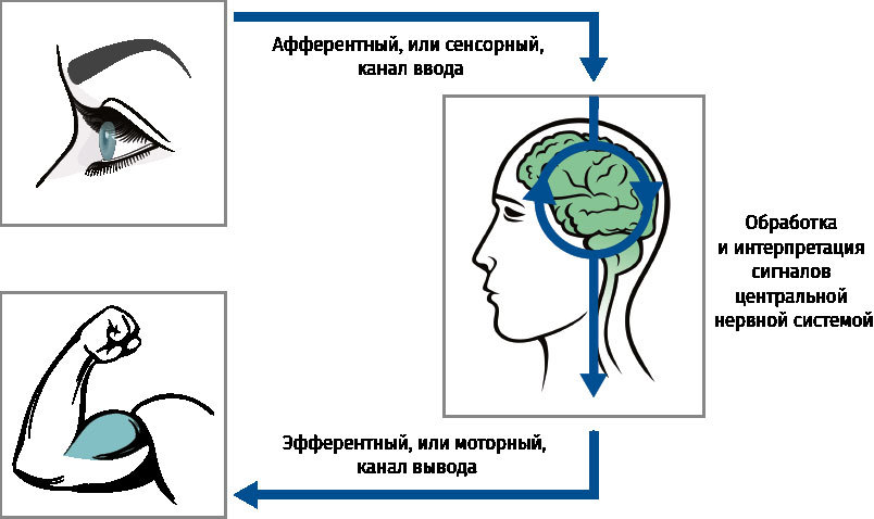 Нейроатлетика для улучшения реакции и скоростных характеристик. Скорость зарождается в мозге - i_002.jpg