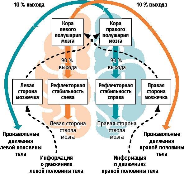 Нейроатлетика для улучшения реакции и скоростных характеристик. Скорость зарождается в мозге - i_004.jpg