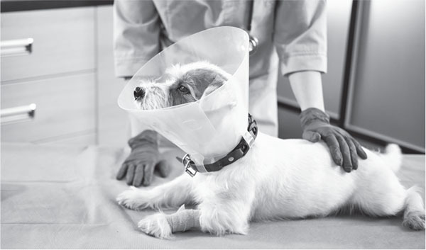 Скорый ветеринарный лечебник. Полный справочник по диагностике и лечению собак и кошек - i_010.jpg