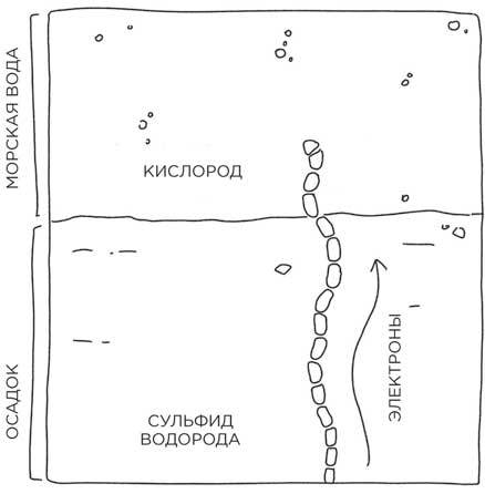 Любовь и смерть в живой природе. Брачные игры животных, обряды прощания и другие причуды биологии - i_003.jpg