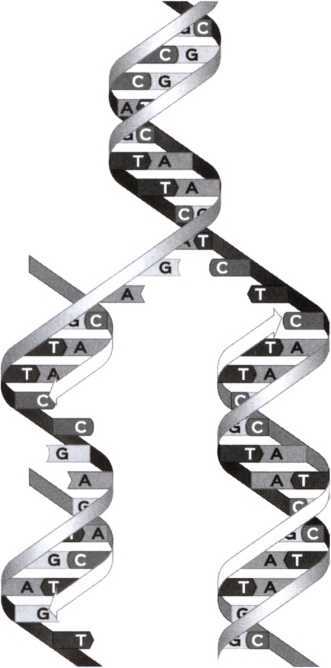 Я — не моя ДНК. Генетика предполагает, эпигенетика располагает - i_006.jpg