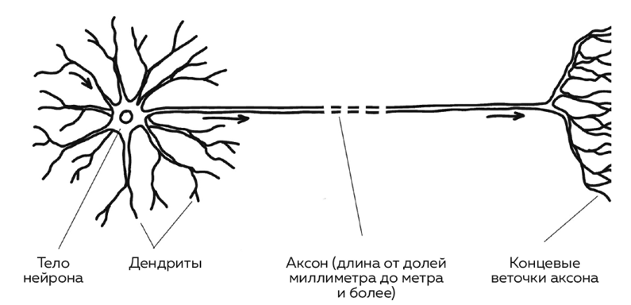 Сила молодости. Как настроить ум и тело на долгую и здоровую жизнь - i_018.png