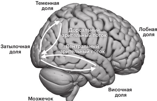 Метамышление. Как нейронауки помогают нам понять себя - i_007.jpg