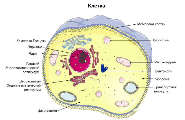 Homo sapiens под микроскопом - i_001.png