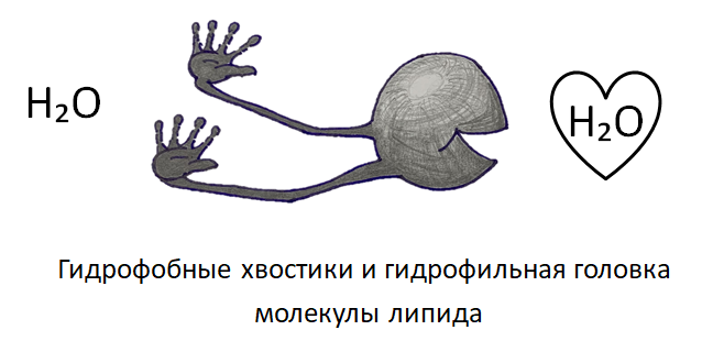 Homo sapiens под микроскопом - i_002.png