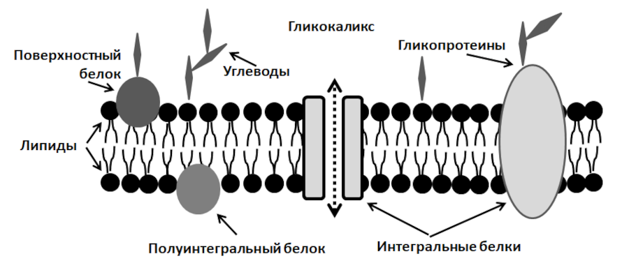 Homo sapiens под микроскопом - i_003.png