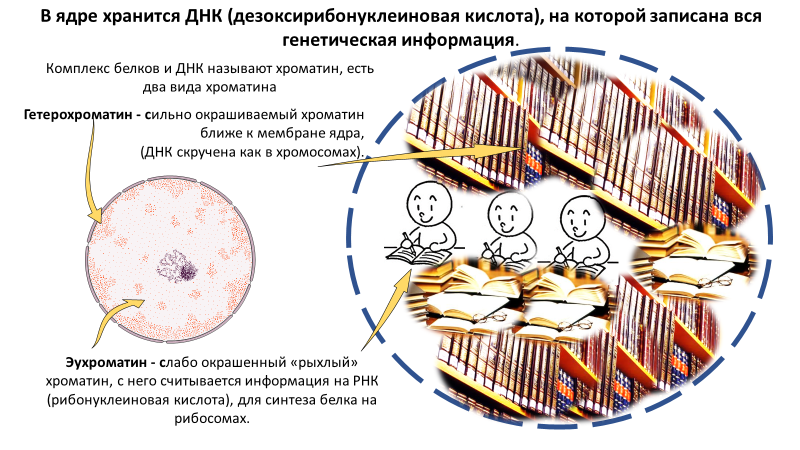 Homo sapiens под микроскопом - i_004.png