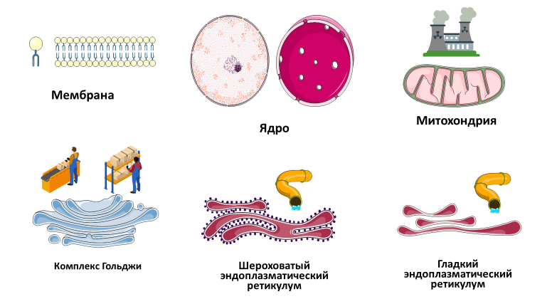 Homo sapiens под микроскопом - i_005.png