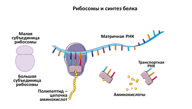 Homo sapiens под микроскопом - i_006.png