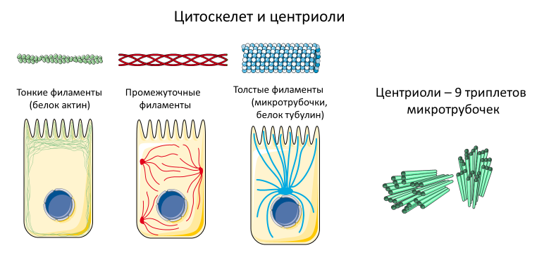 Homo sapiens под микроскопом - i_007.png