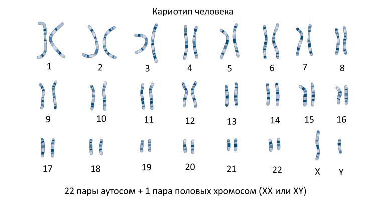 Homo sapiens под микроскопом - i_008.png