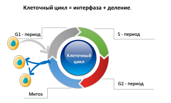 Homo sapiens под микроскопом - i_009.png