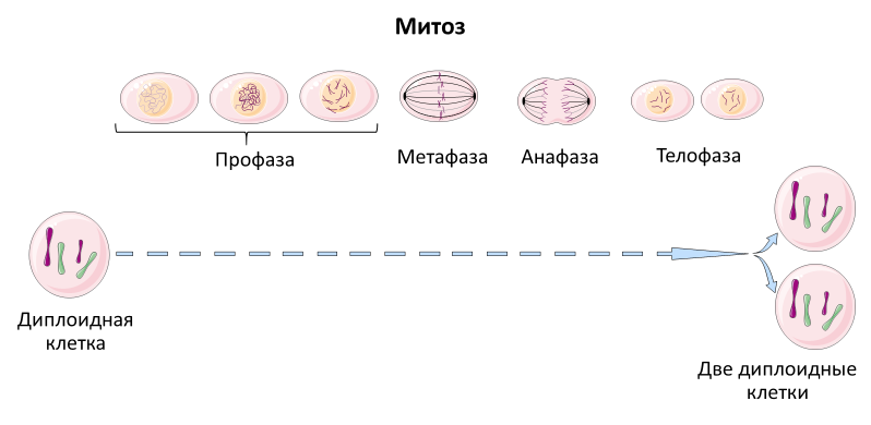 Homo sapiens под микроскопом - i_010.png