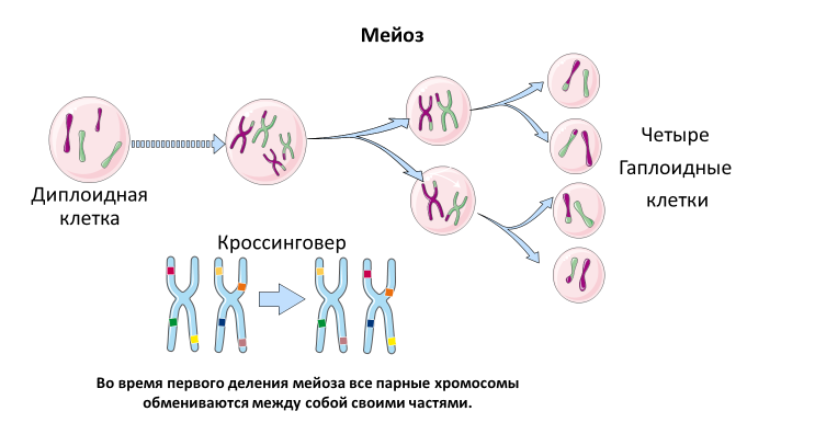 Homo sapiens под микроскопом - i_011.png