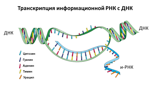 Homo sapiens под микроскопом - i_012.png