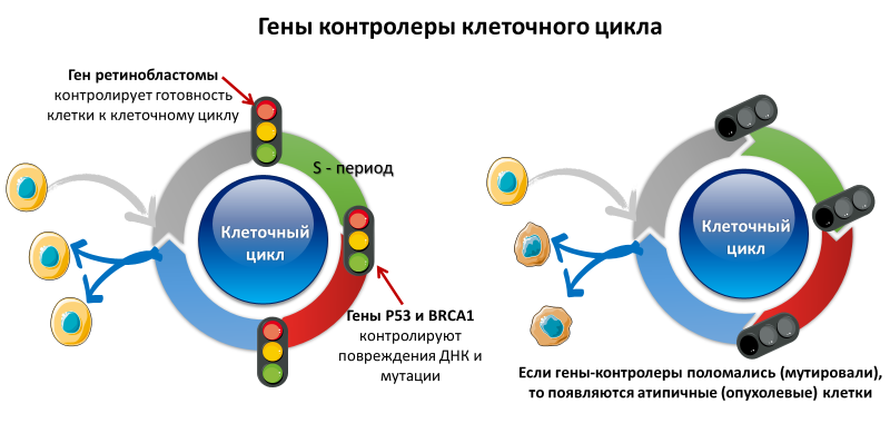 Homo sapiens под микроскопом - i_013.png