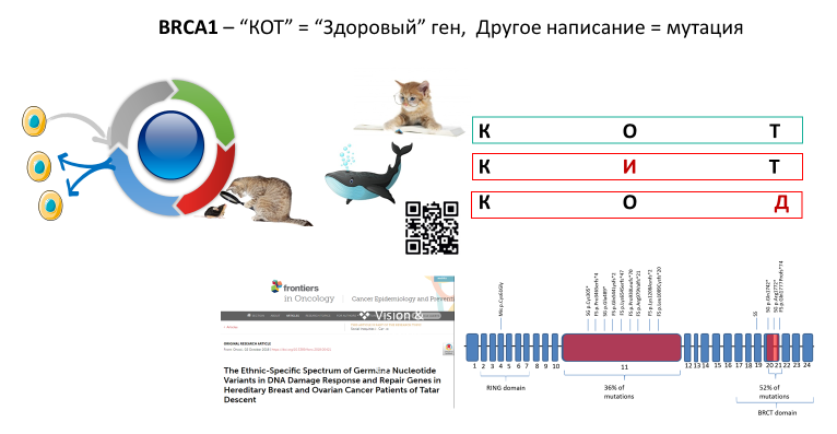 Homo sapiens под микроскопом - i_014.png