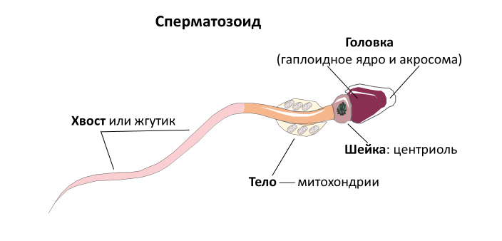 Homo sapiens под микроскопом - i_015.png