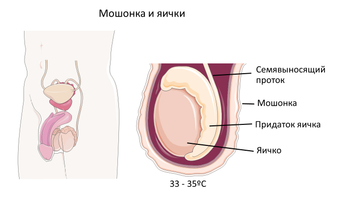 Homo sapiens под микроскопом - i_016.png