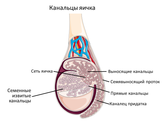 Homo sapiens под микроскопом - i_017.png