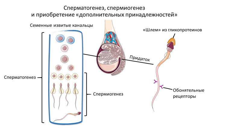 Homo sapiens под микроскопом - i_018.png