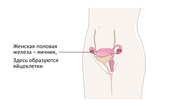 Homo sapiens под микроскопом - i_019.png