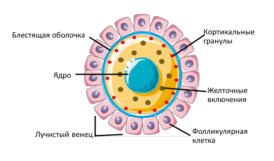 Homo sapiens под микроскопом - i_020.png