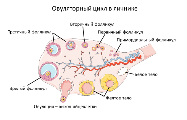 Homo sapiens под микроскопом - i_021.png