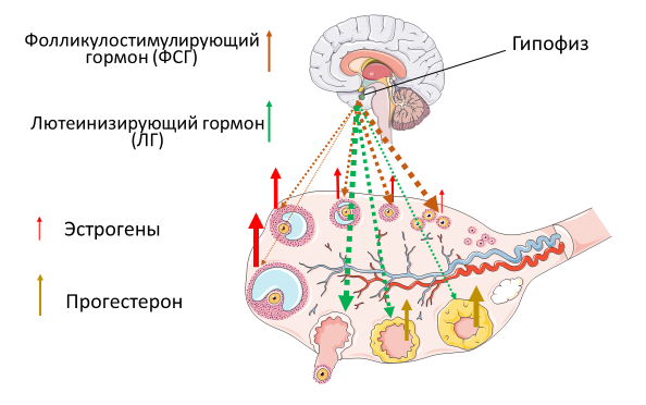 Homo sapiens под микроскопом - i_022.png