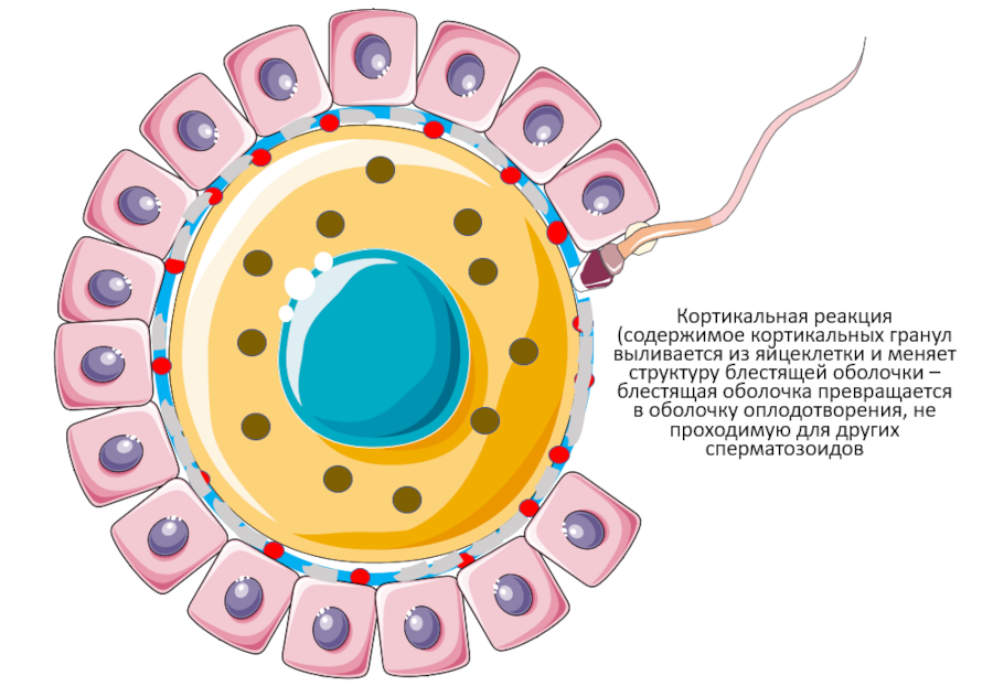 Homo sapiens под микроскопом - i_026.png