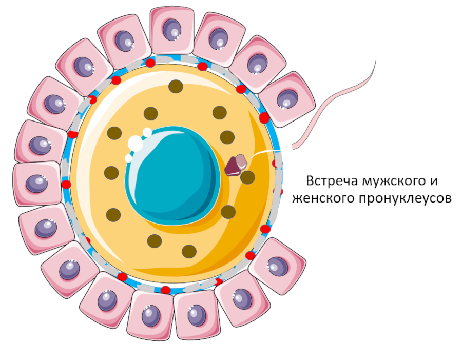 Homo sapiens под микроскопом - i_027.png