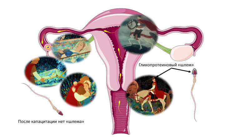 Homo sapiens под микроскопом - i_028.png