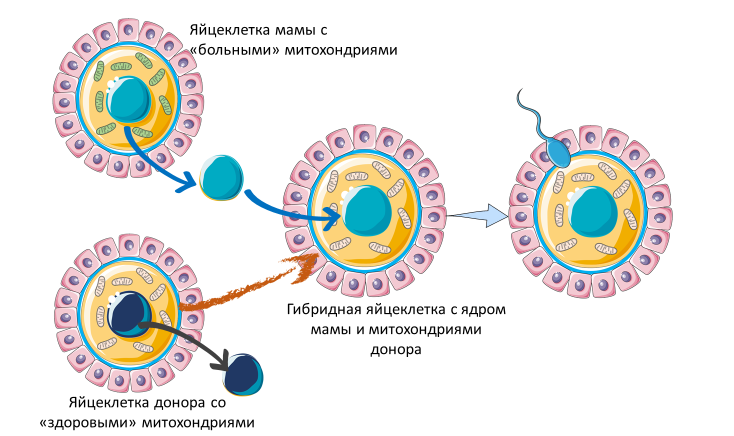 Homo sapiens под микроскопом - i_031.png